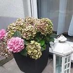 Jurga * 皮尔纳